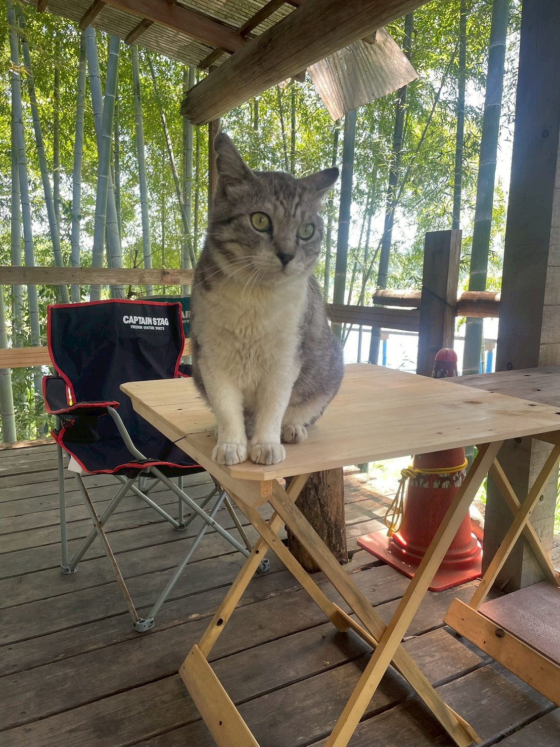 デッキでくつろぐ看板猫。ペットも一緒に