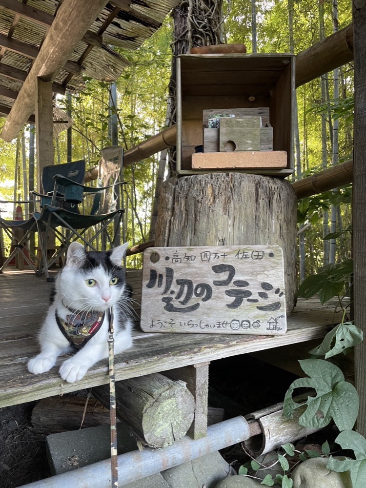 コテージの看板前でくつろぐ看板猫