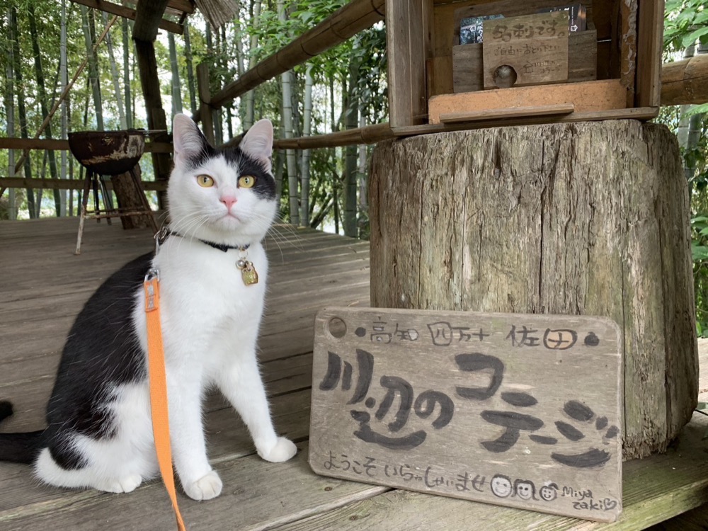 コテージの室内で過ごすワンちゃん