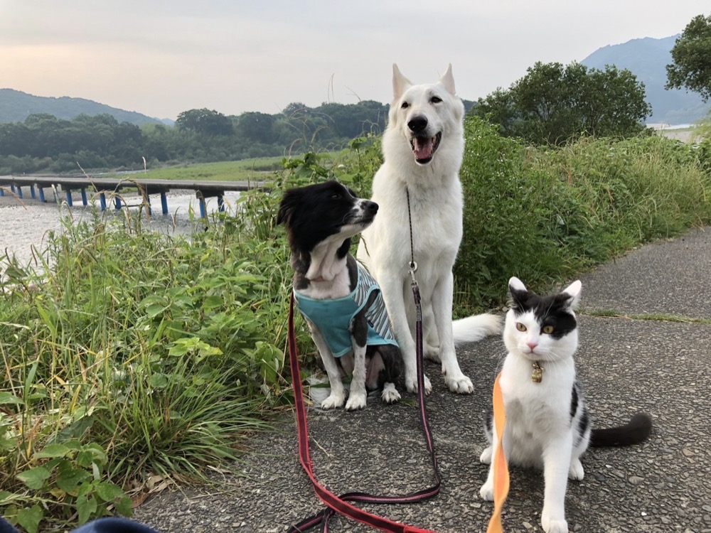 沈下橋のたもとを散歩する犬と猫