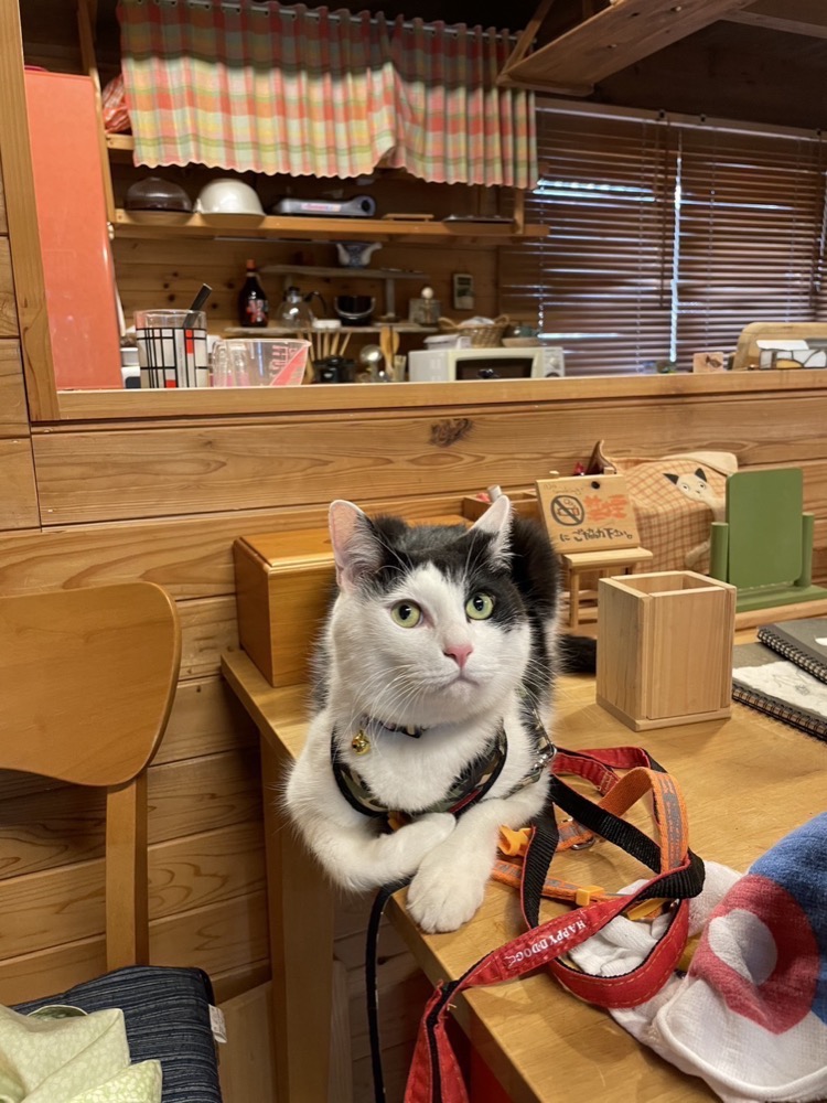 ウッドデッキで過ごすワンちゃん