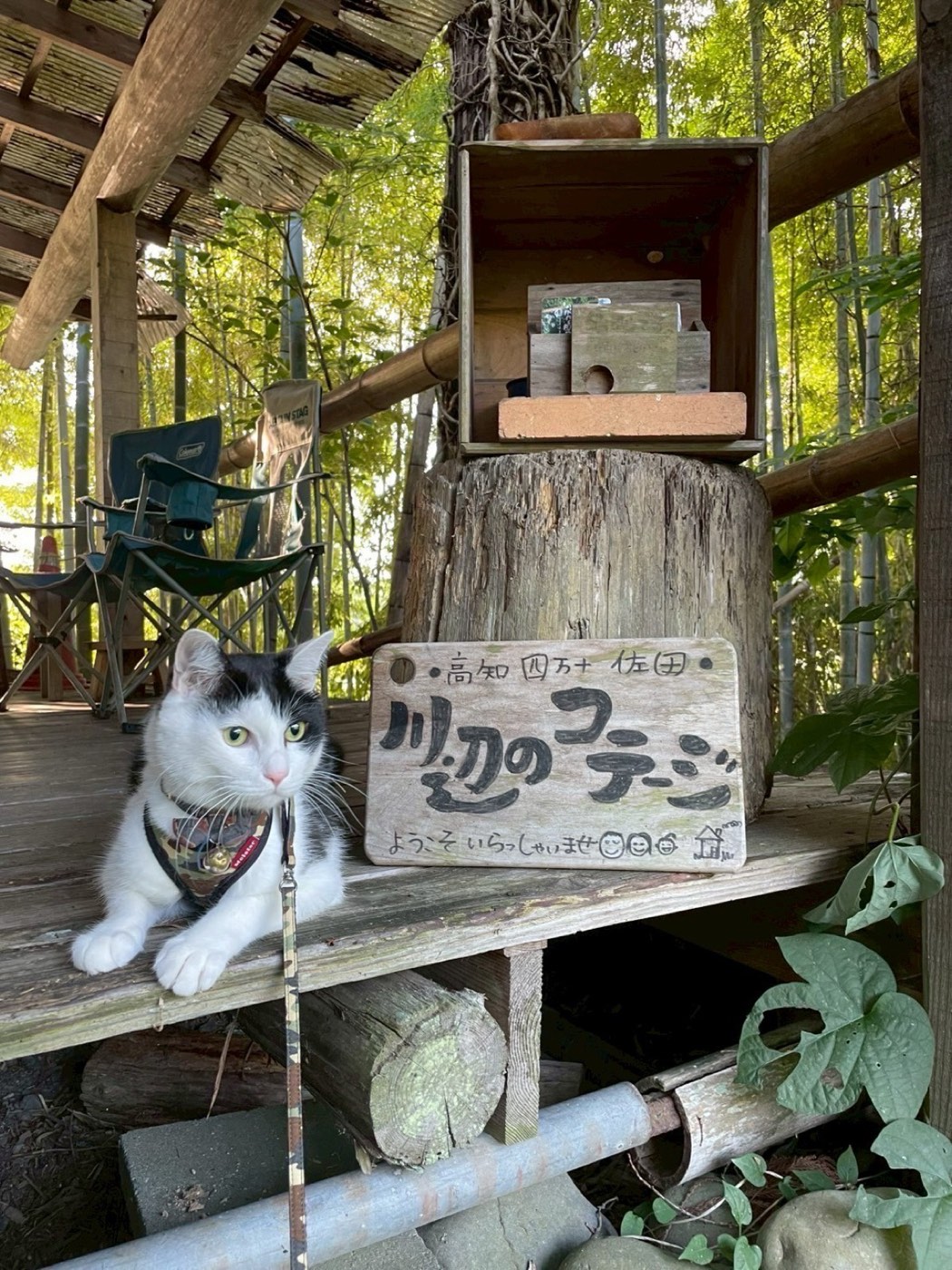看板の前でくつろぐ看板猫