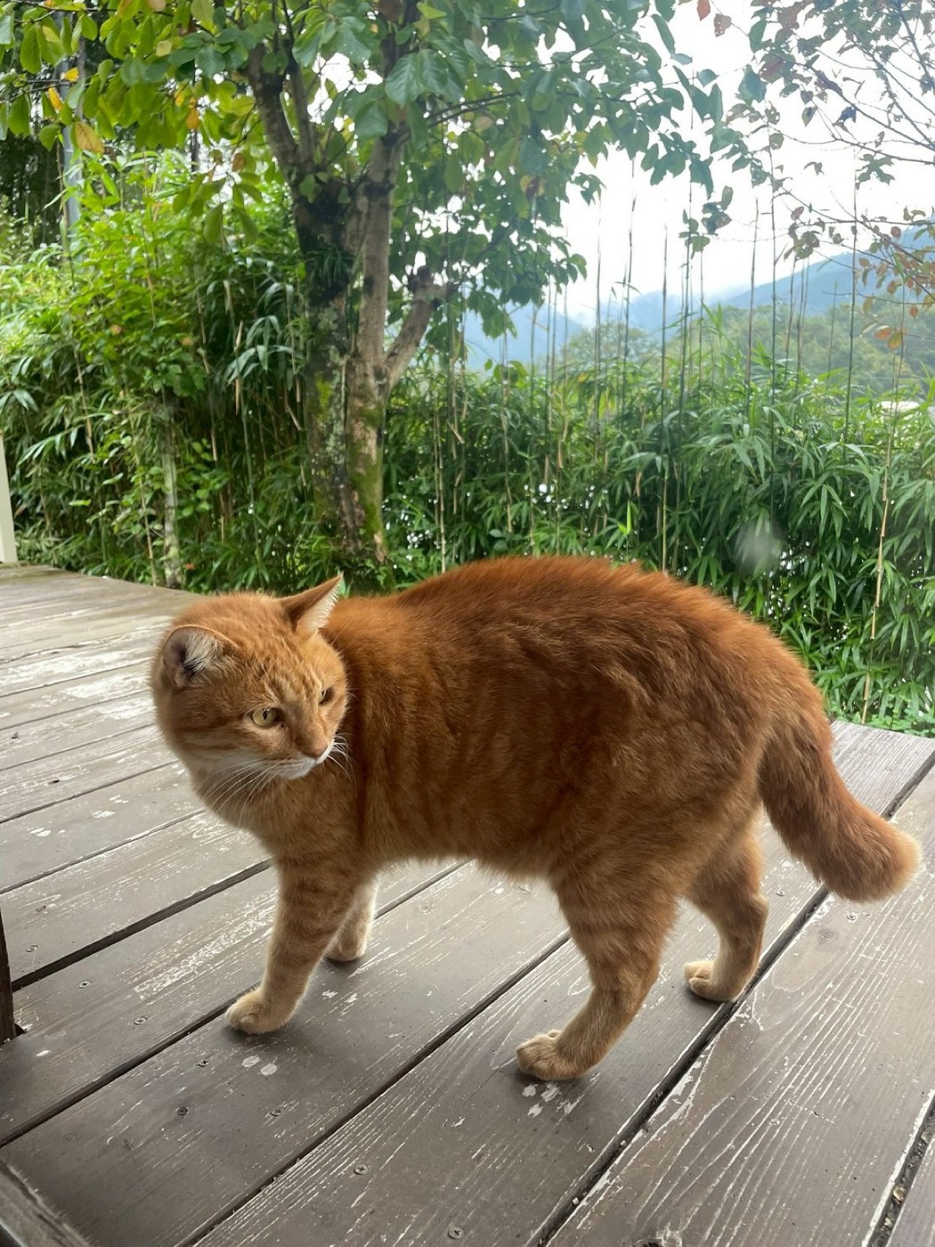 ウッドデッキでくつろぐ看板猫