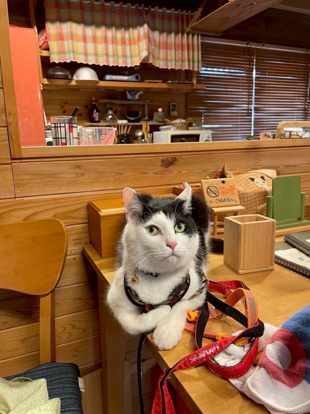 キッチン脇でくつろぐ看板猫