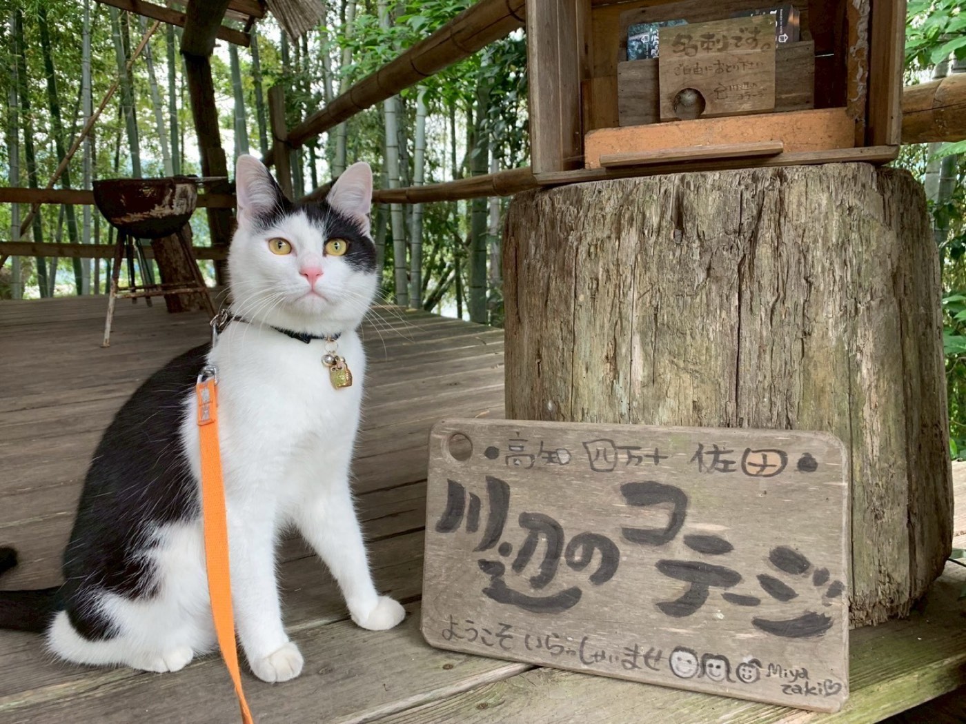 「川辺のコテージ」の看板と看板猫